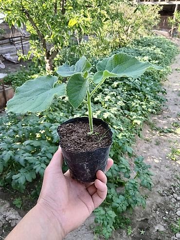 военные одежда: Павловния кочоттору Сатылат калемче кочоттор 4жылдан бери сатамын — 2