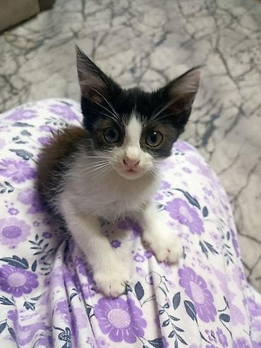манчкин котята купить: Котёнок, окрас чёрно-белый (маска на мордочке, белая грудка и лапки) — 1