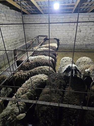 Продаю | Овца (самка) | Полукровка | Для разведения | Матка