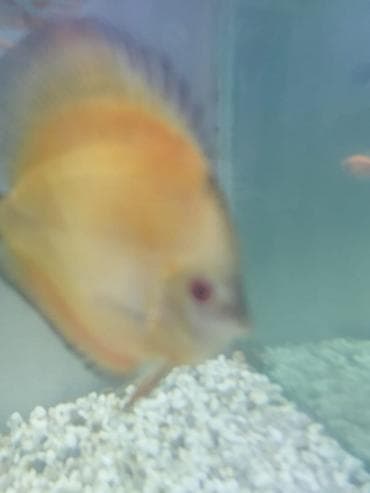 цихлид: Дискусы (Symphysodon) – декоративные аквариумные рыбы круглой формы с — 4