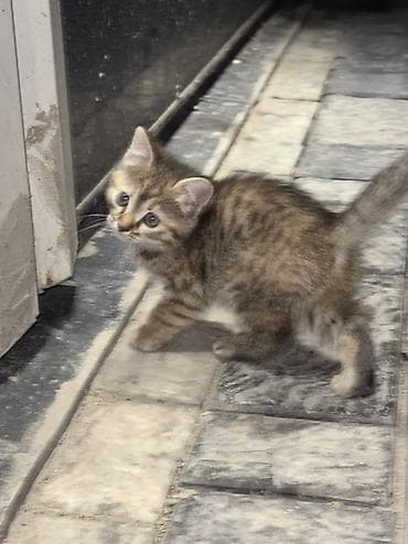 где можно приобрести котенка: Кошка даром: Беспородная, 2 месяца, Девочка, Приучена к лотку — 3