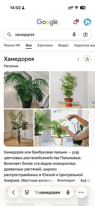 Женское счастье (Спатифиллюм): Хамедорея (бамбуковая пальма) — комнатное декоративнолиственное — 1