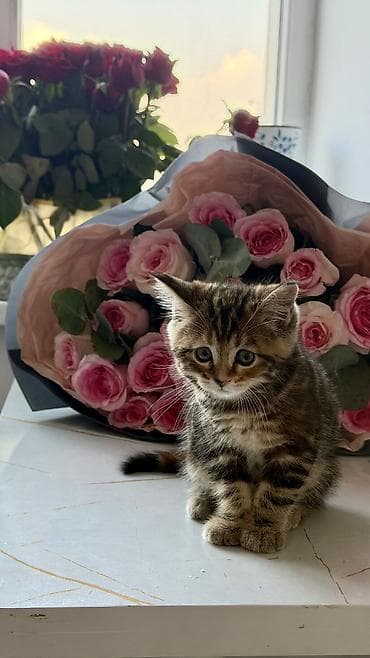 русская дымчатая кошка: Скотиш Страйт (Шотландская прямоухая), 2 месяца, Девочка, Приучена к лотку, Проглистована, С документами — 6