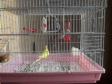 Зоотовары: Продаю два волнистых попугая один мальчик одна девочка состояние — 2