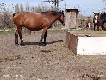 спаниель щенок купить: Продаю | Кобыла (самка) | Для разведения | Племенные — 4