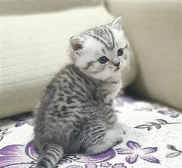 сколько стоит шиншилла: Британская короткошёрстная, 2 месяца, Мальчик, Серебристая шиншилла, Приучена к лотку — 1