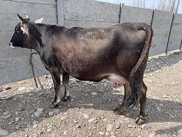 мышык алам: Сатам | Уй (ургаачы) | Сүт алуу үчүн — 2