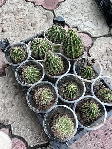сколько стоят кактусы: Кактус 🌵 Все кактус свежие идеально подходит для подарка можно — 3