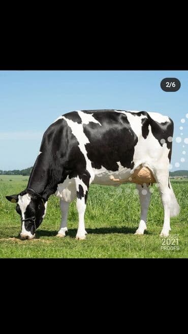 Услуги ветеринара: Искусственное осеменение коров, молочного, мясного направления — 8