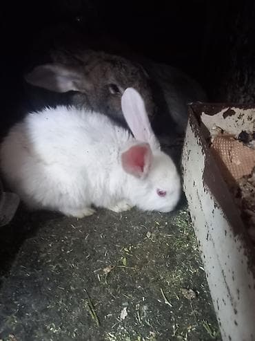 Грызуны: Кролики 45 дней серые 3 шт и 1 черный — 1