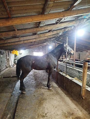 Продаю | Жеребец | Полукровка | Рабочий