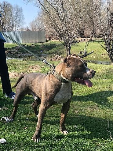 амстаф щенки: /питбуль- кабель 10месяцев Описание: - Окрас: тигровый (бриндл) с — 5