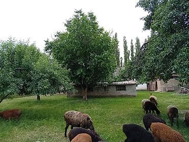 домашний кур: Продаю | Овца (самка) | Для разведения | Матка — 5