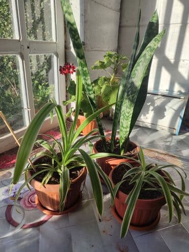сколько стоят гипсофилы: Продаю комнатные цветы Сансевиерия-250сом (тещин язык ) Хлорофитум — 1