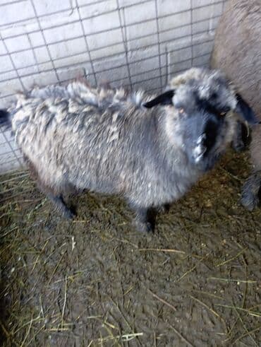 кой козулар: Сатам | Теке (эркек) | Аргын — 3