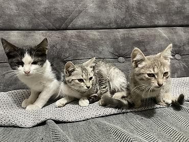 Котята, помет из трёх малышей. Возраст: примерно 4 месяца. Срочно — 1