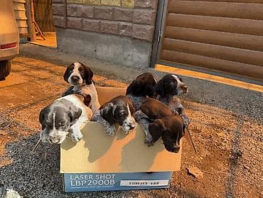 акита ину цена: Дратхаар, 1 месяц, Самец — 1