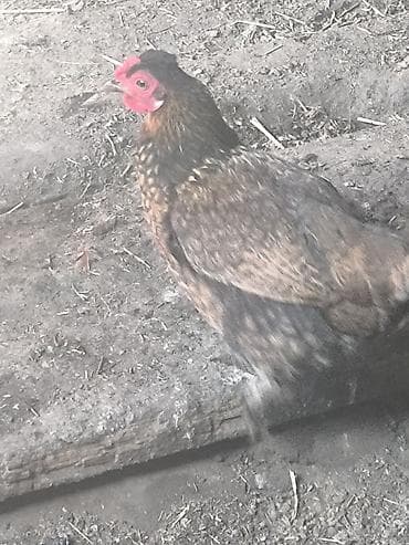 продам курей: Продаю | Куры | Домашняя | Для разведения — 2