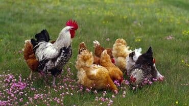 домашние птицы: Продаю | Петух, Цыплята, Куры | Домашняя | На забой, Для разведения, Несушки — 3