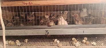 280 сом в месяц ошка: Бодоно сатылат 40 штук 3 айлык бодонолол 200 сомдон 1 бодоно — 2