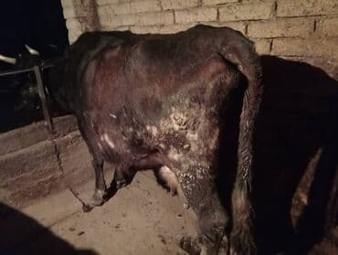 Собаки: Продаю | Корова (самка) | Для разведения | Привязанные — 1