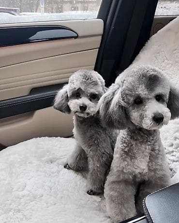 Үй жаныбарлары үчүн товарлар: Куплю или возьму на вязку кобеля породы Той Пуделя серого пепельного — 1