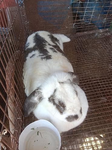 крематорий для животных бишкек: Продаётся кролик самка — 4