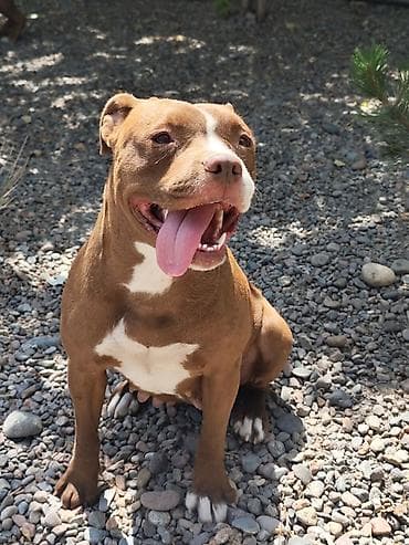 щенок французского бульдога: Питбуль, 2 месяца, Самец — 5