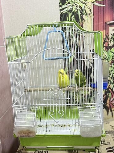 игрушки для волнистых попугаев: Пара волнистых попугаев с клеткой и аксессуарами. Состав набора: - 2 — 3