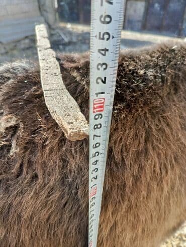 коровы молочные: Мини-ослик (карликовый), ручной. Характеристики: - Окрас — 8