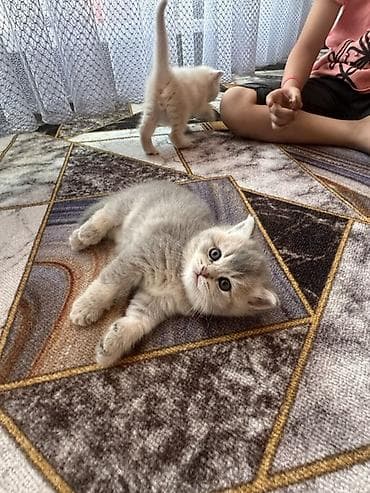 Шотландские короткошерстные котята (возможна вислоухость у части