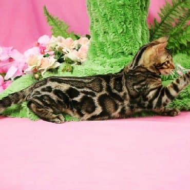 сколько стоит котенок британской золотой шиншиллы: Внимание бишкек .!! . Питомник бен гла мур предлагает чудесных — 5