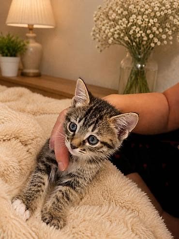 d cat: Котята в добрые руки. девочки 6 недель. Малыши домашние, очень милые и — 2