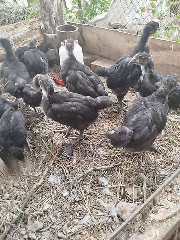 cane corso: Продаю | Цыплята | Для разведения — 2