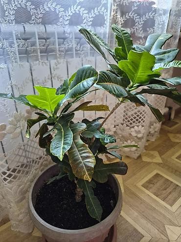 декабрист цветок цена: Продаётся Кротон.Цена 2 000 сом.Бишкек.Самовывоз. К.т. 0-555 812-987 — 3