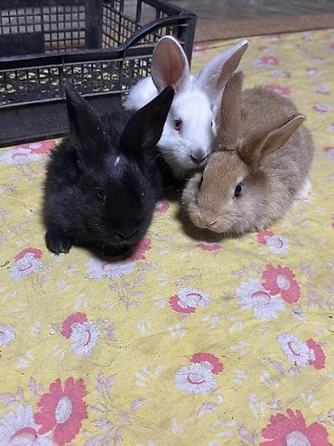 хорек купить бишкек: На продаже КРОЛИКИ всех пород и возрастом розница и оптом по самым — 3