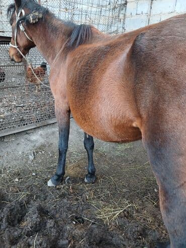 Продаю | Кобыла (самка) | Рабочий | Племенные