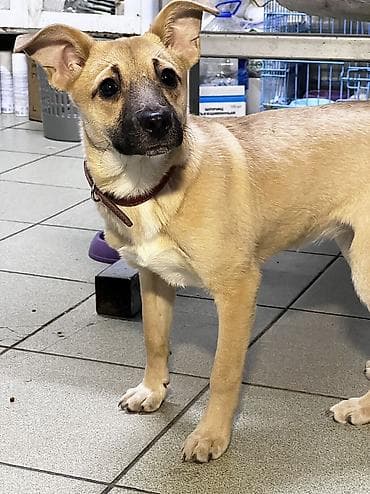 объявления о животных: Собака даром: Дворняжка, 4 месяца, Самка, С прививкой — 2