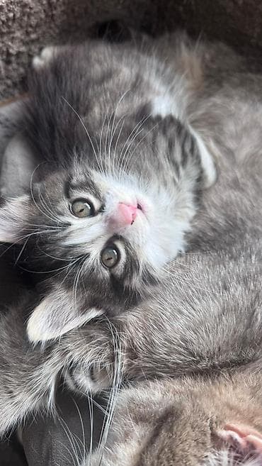 cat sofa: Беспородная, 2 месяца, Мальчик, Серый, Приучена к лотку — 3