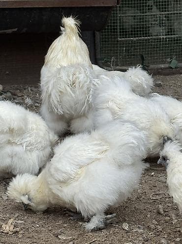 А/ч жаныбарлары үчүн тоюттар: Продаю шелки куры петухи — 4