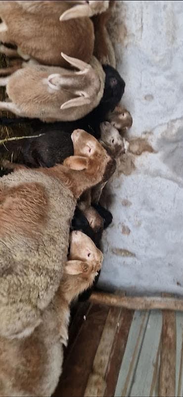 жаны асый: Сатам | Кочкор (эркек) | Көбөйтүү үчүн | Асыл тукумдуу, Бычылган — 4