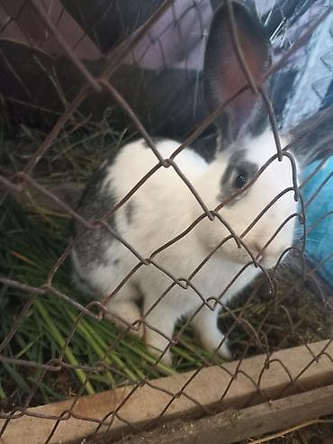 продажа кормов для сельскохозяйственных животных: Коендор сатылат пародасы великан баасы келищим турдо 2 коен баасы — 5