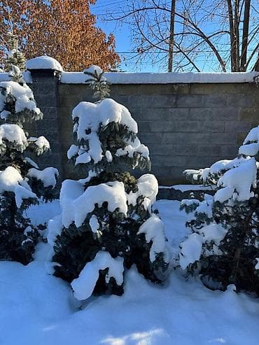 Көмүр: Көчөттөр дарактардын: Карагайлар, Өзү алып кетүү — 5