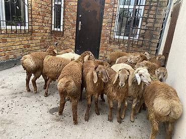 animal pack: Продаю | Ягненок | Для разведения — 7