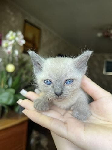 продажа котят мейн кун: Сиамская, 1 месяц, Мальчик — 3