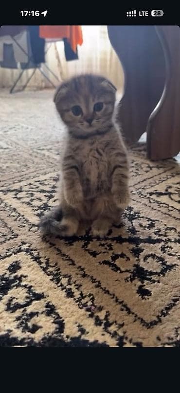 шотландский кот вислоухий: Скотиш Фолд (Шотландская вислоухая), 2 месяца, Девочка, Серый, Приучена к лотку — 2