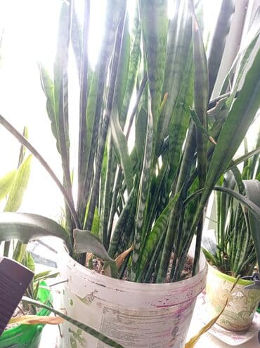 сколько стоит аквариум для рыбок: Цветы большой — 2