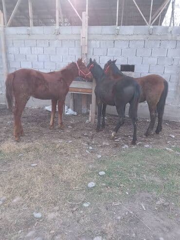 Продаю | Жеребец | Рабочий