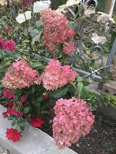 ножницы для сада: Метельчатая гортензия для сада - Крупные конусовидные соцветия 20–35 — 2