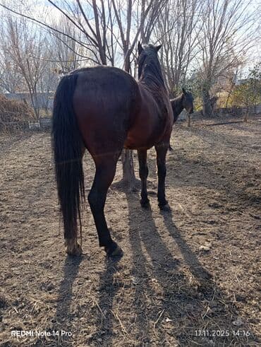 серебристая шиншилла: Продаю | Жеребец | Рабочий | Племенные — 8